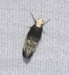 Tinea occidentella