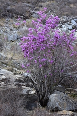 Rhododendron ledebourii