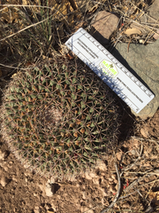 Mammillaria meiacantha