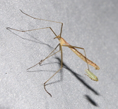 Apterobittacus apterus