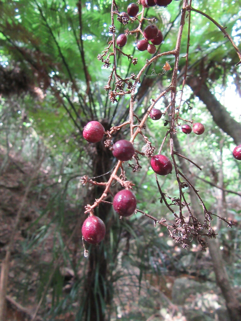 Delarbrea balansae
