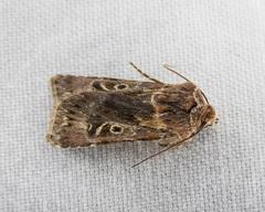 Agrotis gravis