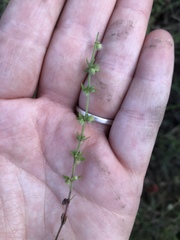 Galium virgatum