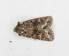 Lacinipolia cuneata