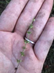 Galium virgatum