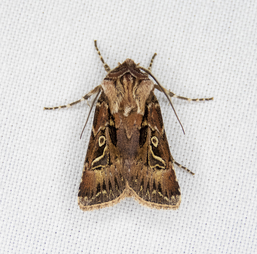 Agrotis gravis