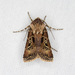 Agrotis gravis - Photo (c) Jim Johnson, some rights reserved (CC BY-NC-ND), uploaded by Jim Johnson