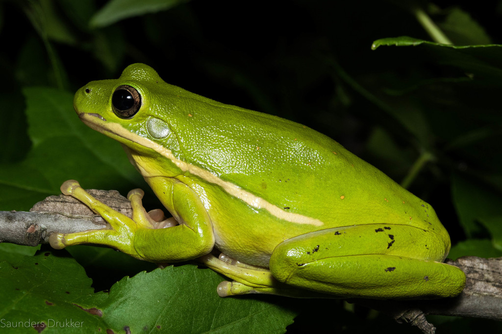 Green Tree Frog (Frog/Toad Species of the Hampton Roads Area