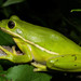 Green Treefrog - Photo (c) Saunders Drukker, some rights reserved (CC BY-NC), uploaded by Saunders Drukker