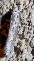 Ethmia discostrigella