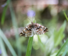 Enchoria lacteata