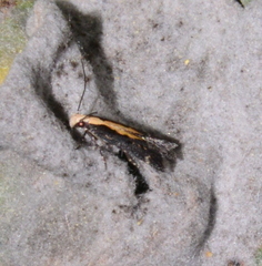 Aroga paraplutella