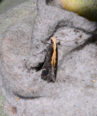 Aroga paraplutella