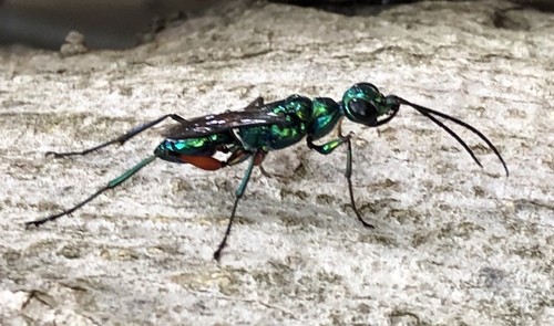 Emerald Cockroach Wasp photo 3