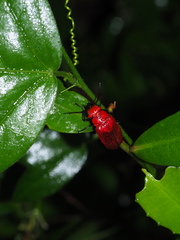 Synhoria maxillosa