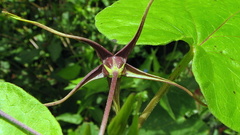 Oxypetalum harleyi