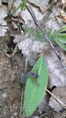 Coriarachne depressa