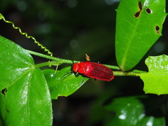 Synhoria maxillosa