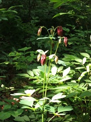 Aquilegia oxysepala