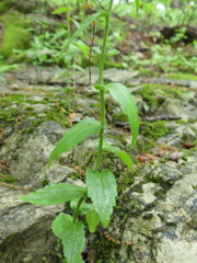 Arabis patens