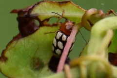 Cryptocephalus guttulatus