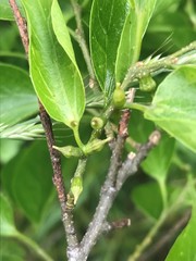 Celticecis celtiphyllia