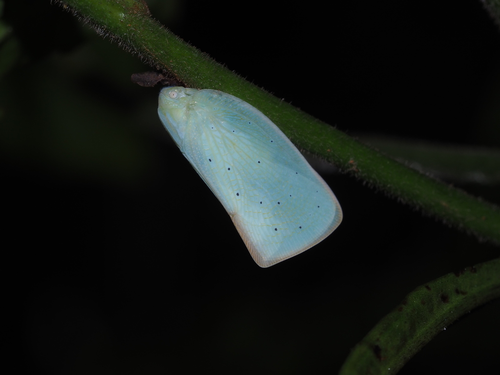 Flata taiwana