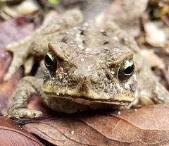 Rhinella poeppigii