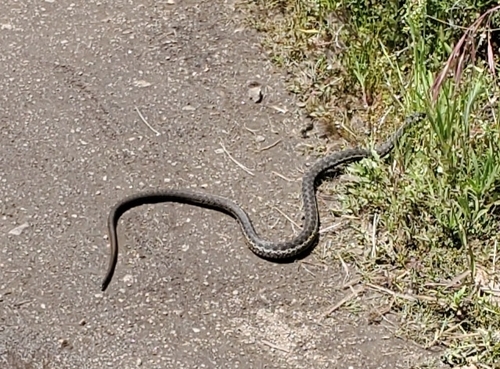 iNaturalist observation photo of Sierra Garter Snake