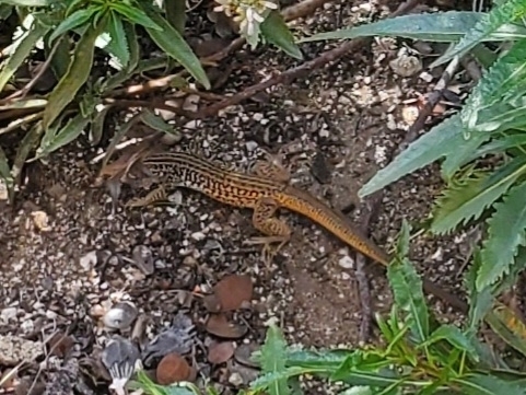 iNaturalist observation photo of Western Whiptail
