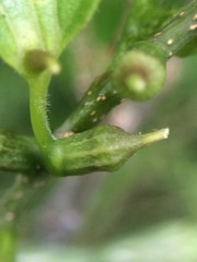 Celticecis celtiphyllia