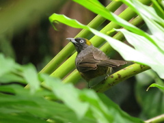 Mitrospingus cassinii