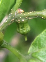 Celticecis celtiphyllia