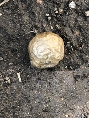 Amphibolips confluenta