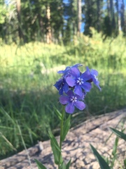 Hackelia velutina