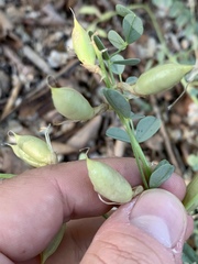 Astragalus beckwithii