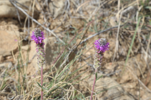 Image of Dalea tenuifolia by (c) Reid Hardin, some rights reserved (CC BY)