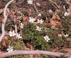 Anemonoides amurensis