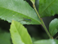 Conocephalus gigantius