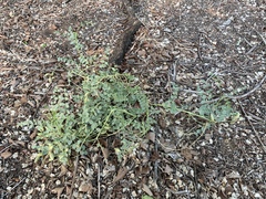 Astragalus beckwithii