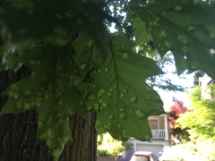 Taphrina caerulescens