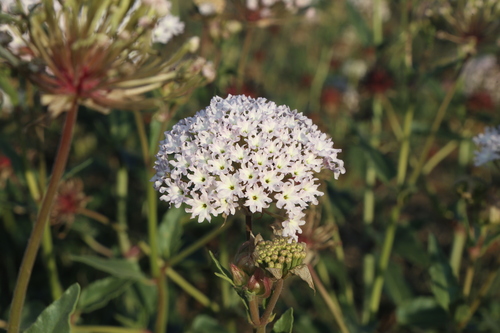 Snowball sand verbena (Abronia fragrans)