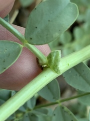Astragalus beckwithii