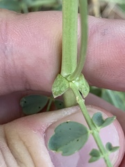 Astragalus beckwithii