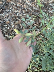 Astragalus beckwithii