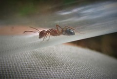 Camponotus snellingi