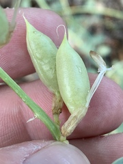 Astragalus beckwithii