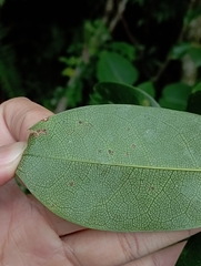 jimmy, CC BY, iNaturalist via GBIF Stauntonia obovatifoliola, photograph jimmy, CC BY, iNaturalist via GBIF