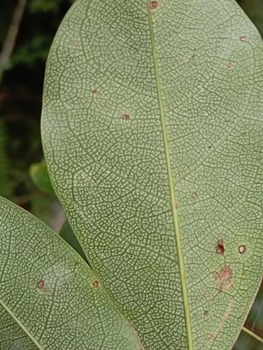 Stauntonia obovatifoliola, photograph 4