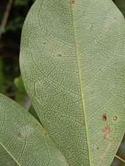 jimmy, CC BY, iNaturalist via GBIF Stauntonia obovatifoliola, photograph jimmy, CC BY, iNaturalist via GBIF